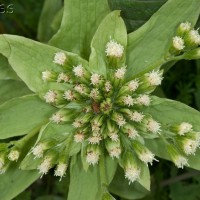 Giant Butterbur